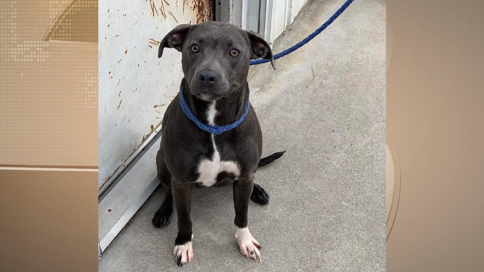 Pets of the Week: December 9, 2021